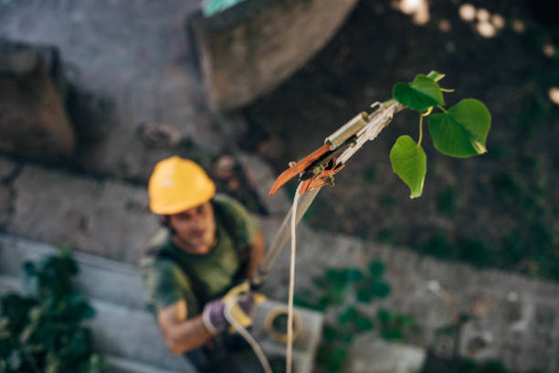 Best Arborist Consultation Services  in Ford Heights, IL